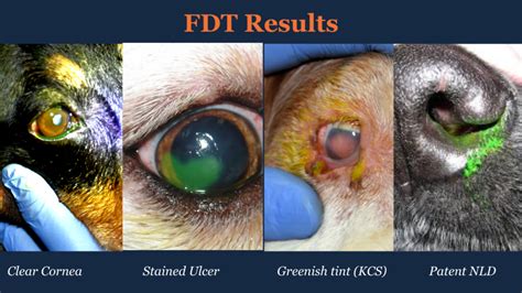 shirmer tear test and fluorescein stain and tonometery vet tech|fluorescein stain for anterior segment.